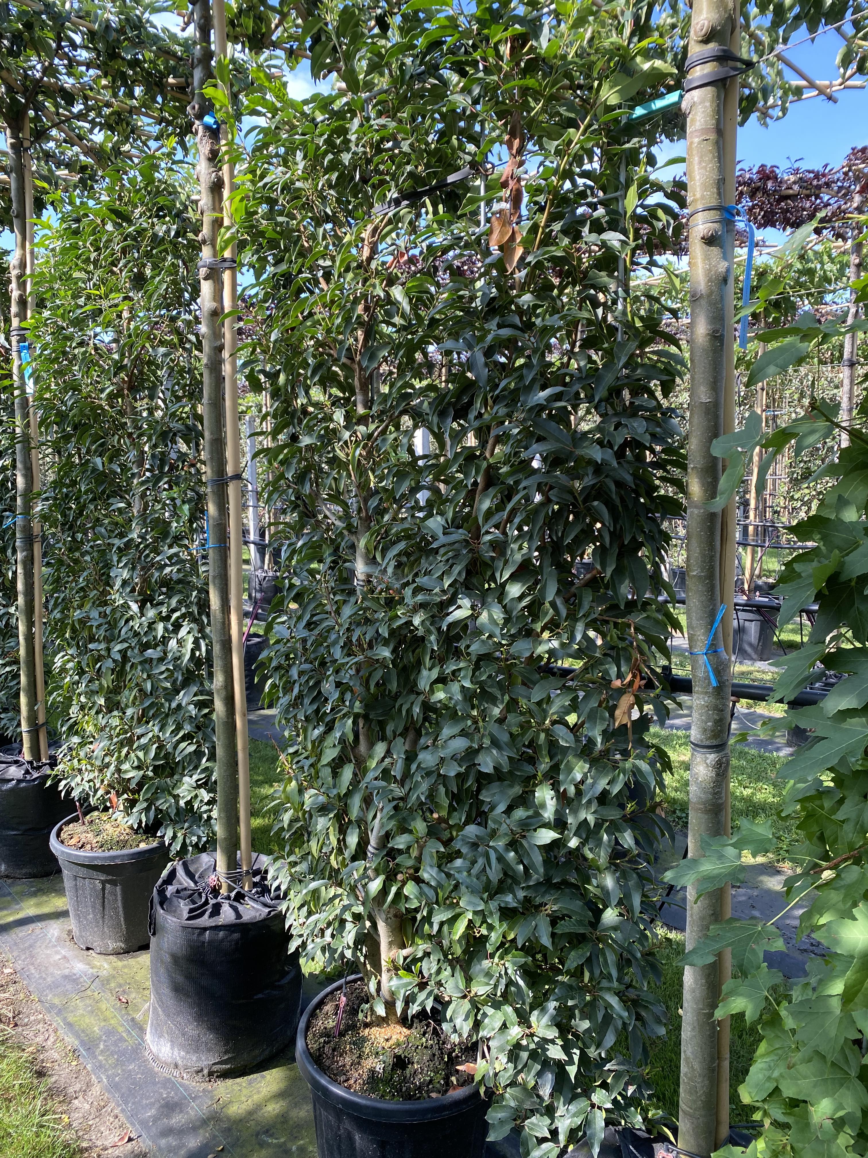 Eleagnus Ebbengi Compacte Schermvorm