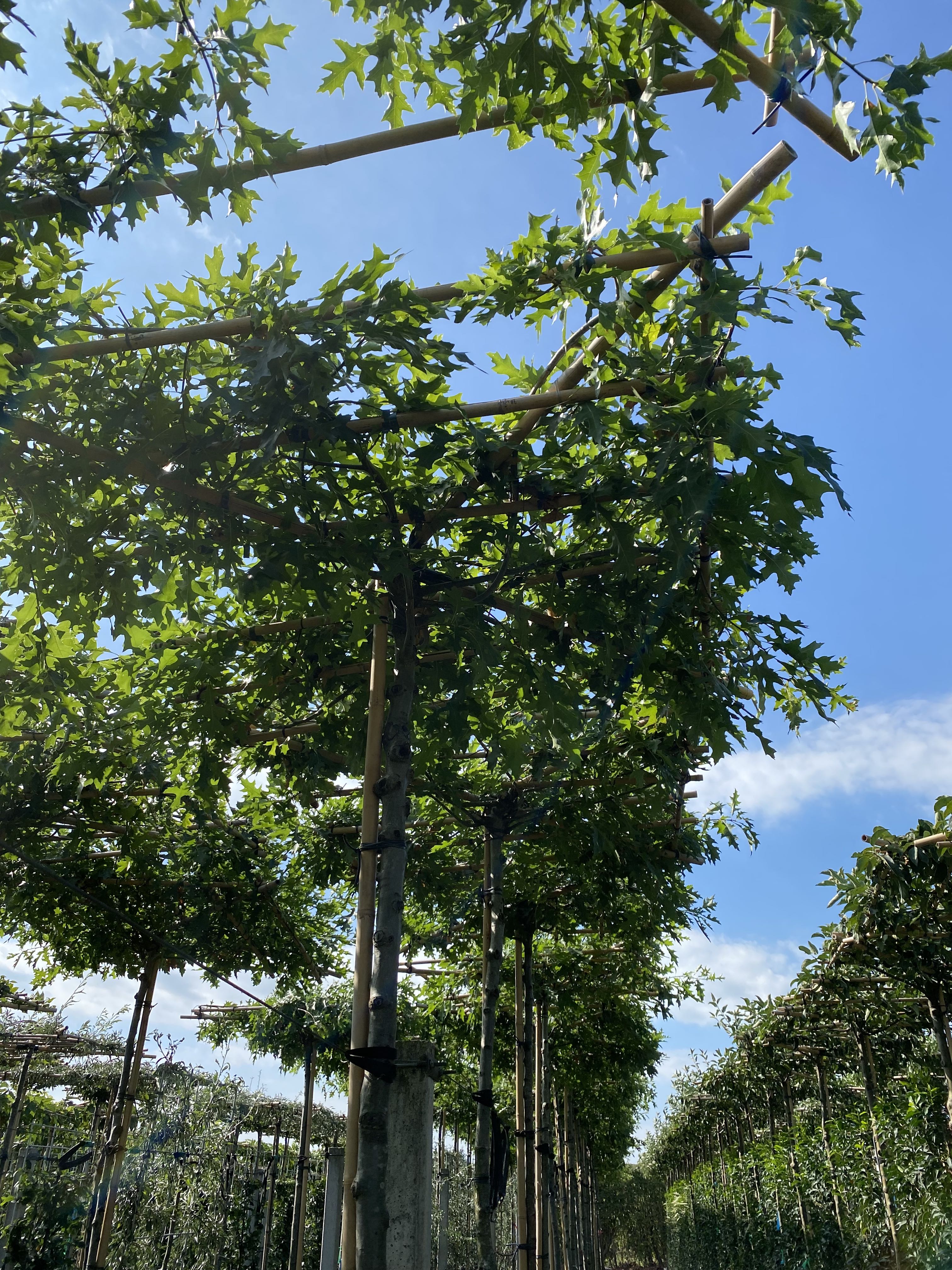 Quercus Palustris Dakboom