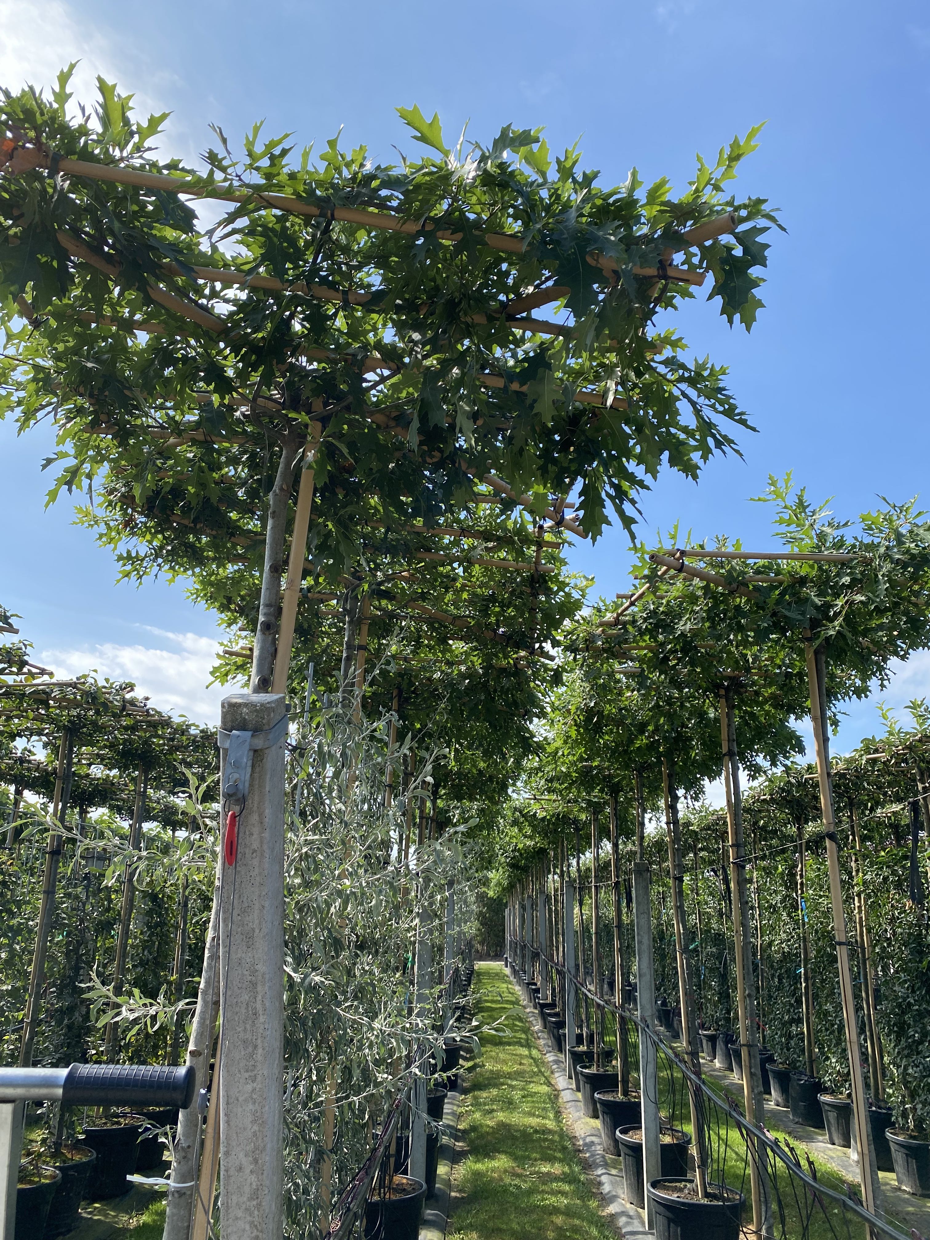 Quercus palutris dakboom