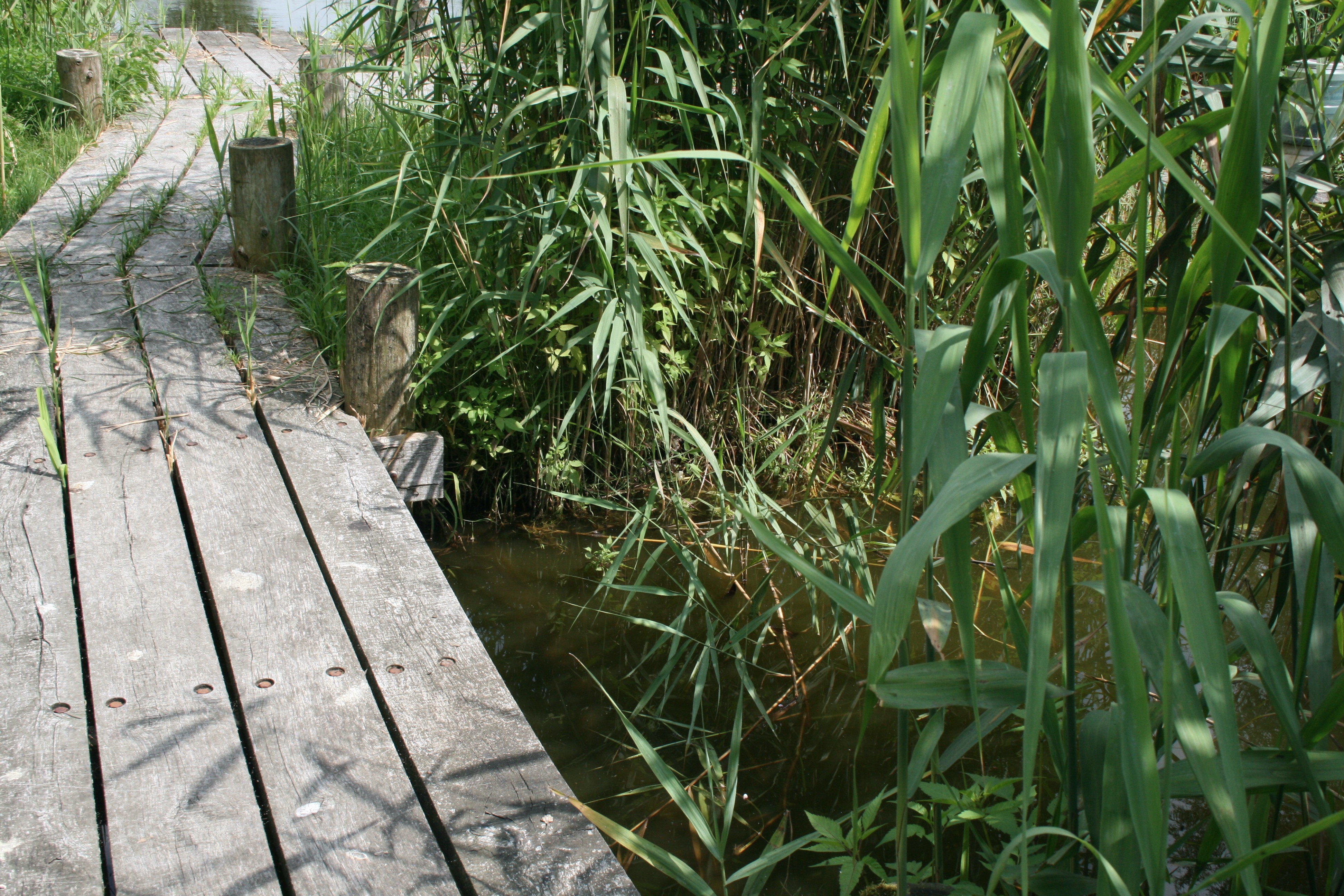 Klimaatbestendige tuin J,Bos Tuinontwerp en Advies