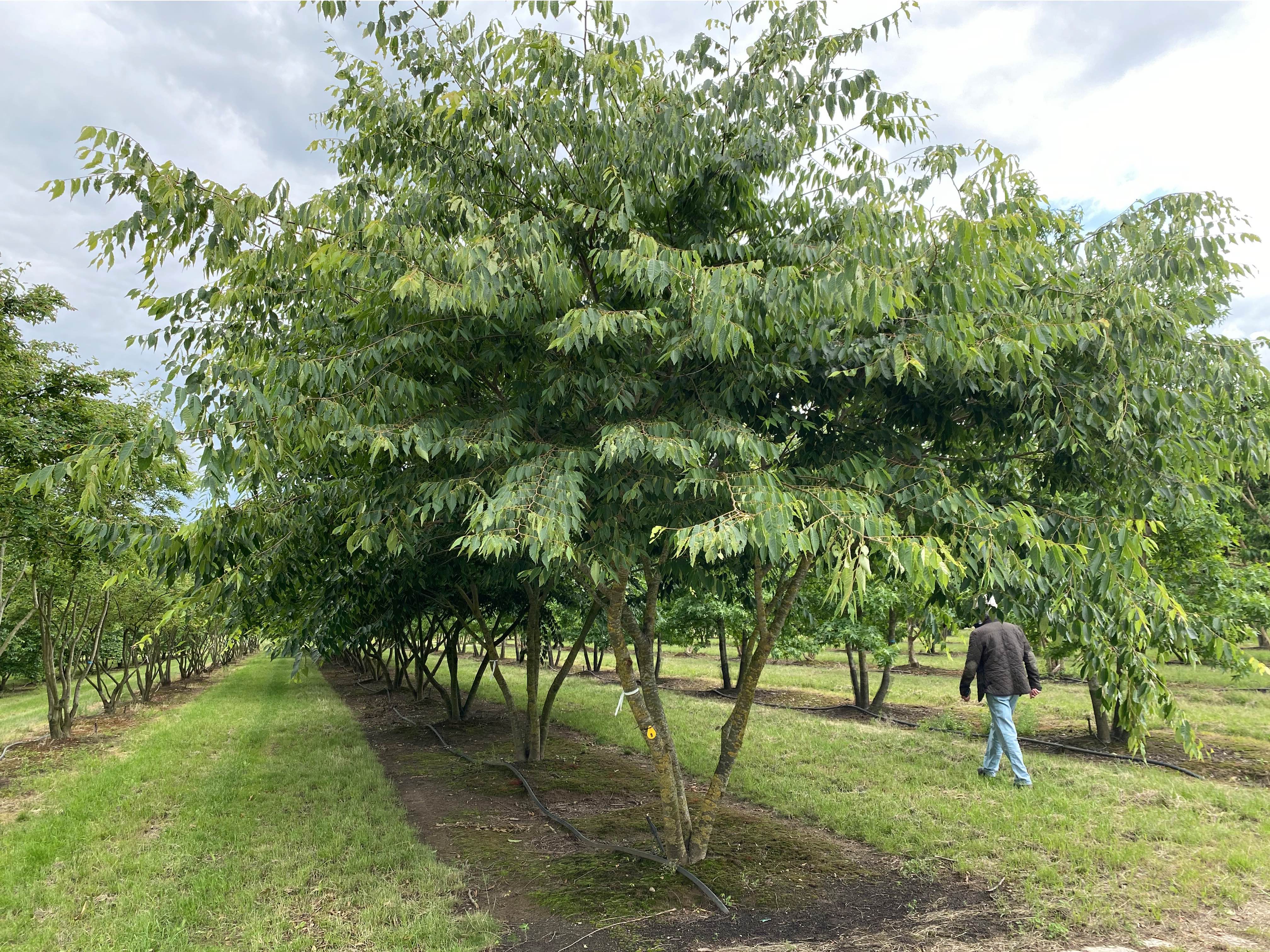 Adezz plantenbakken